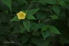 Sida scabrida